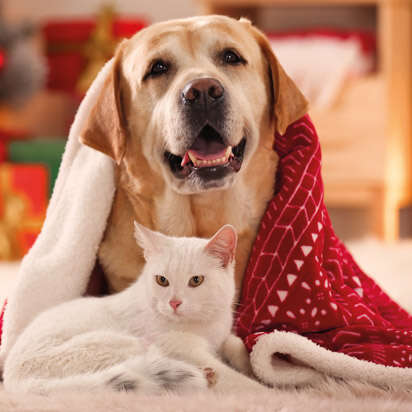 Hund und Katze kuscheln zusammen   Seite 2